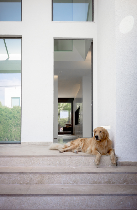 Entrada con escaleras y perro en vivienda mediterranea. Chiralt Arquitectos Valencia